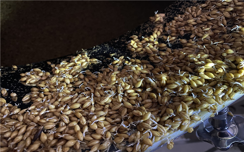 How the Malt Grows in the Germination Stage? 