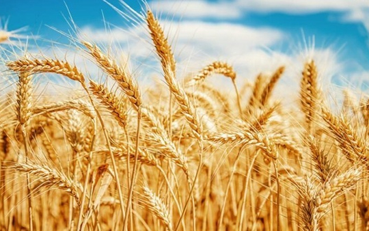 Choose good barley to produce malt
