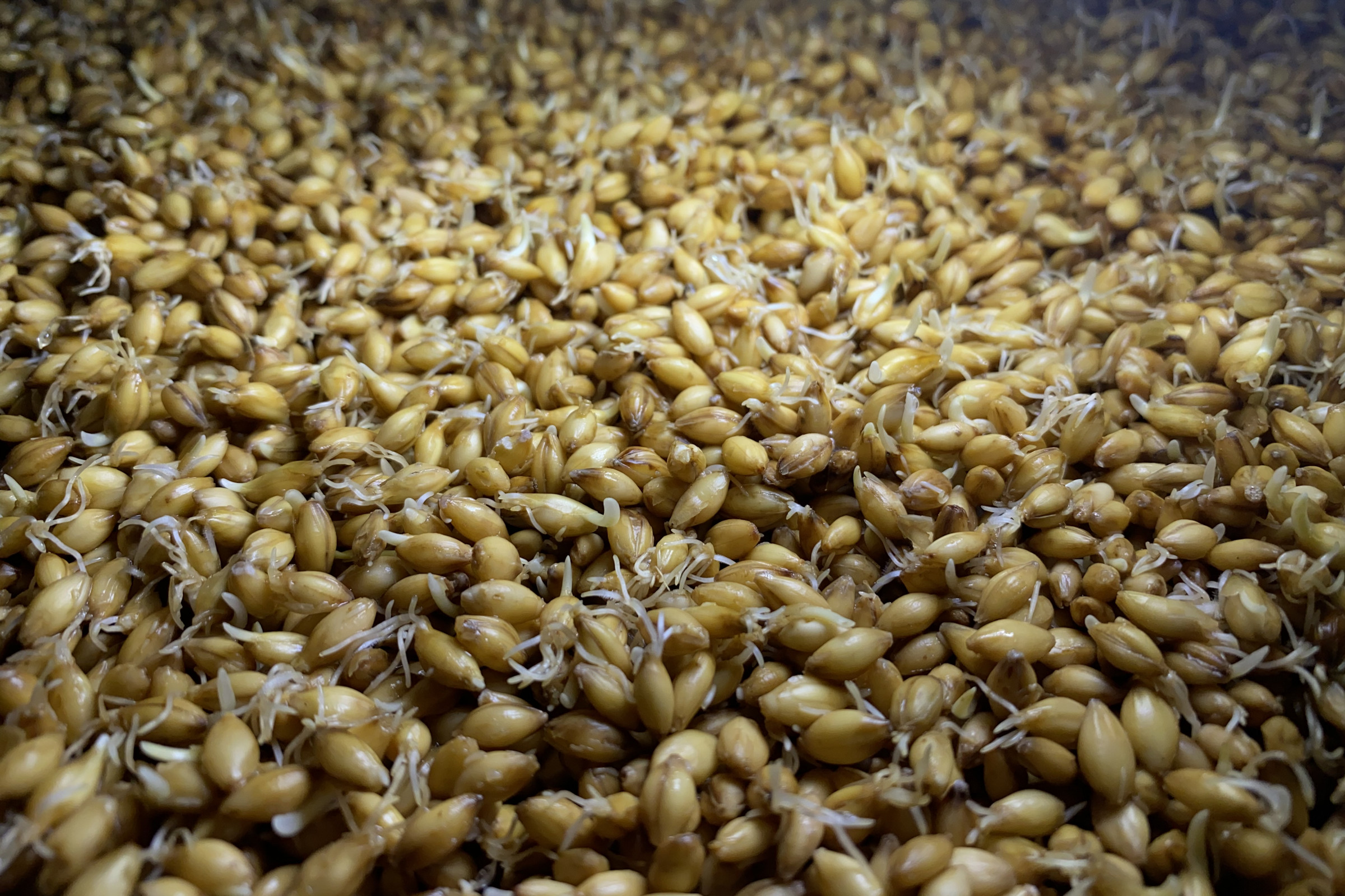 Factors to consider before begin a malt plant