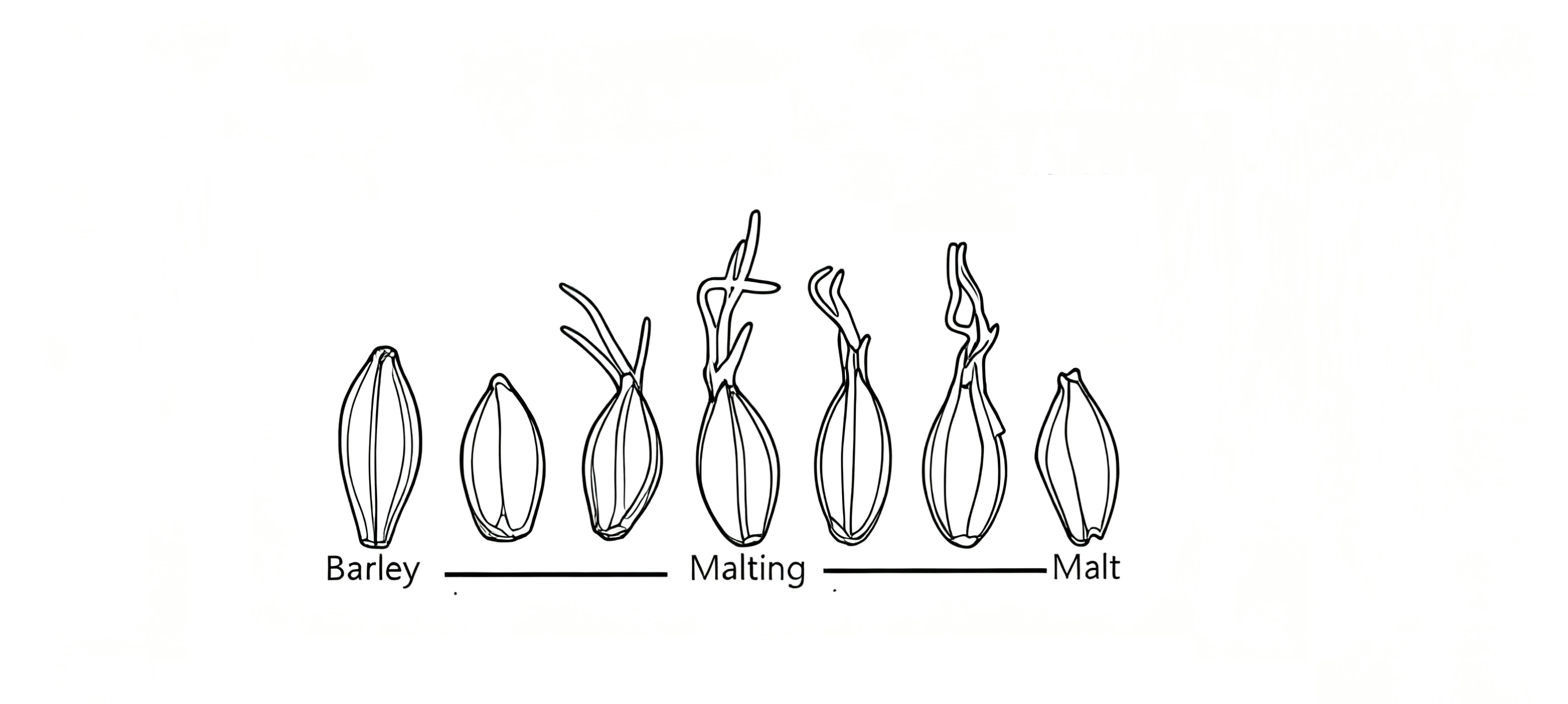 barley malting-promalting